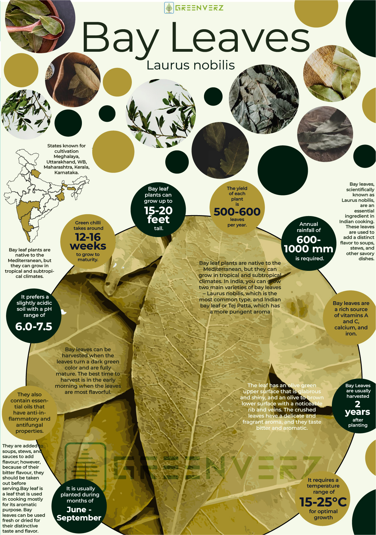 Greenverz Infographics Bay Leaves 