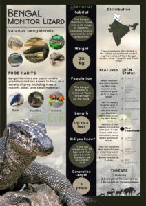 Infographics of Bengal Monitor