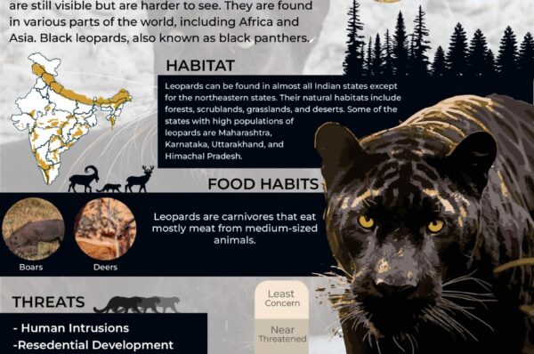 Infographics of Black Leopard