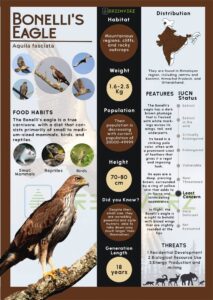 Infographics of Bonelli's Eagle