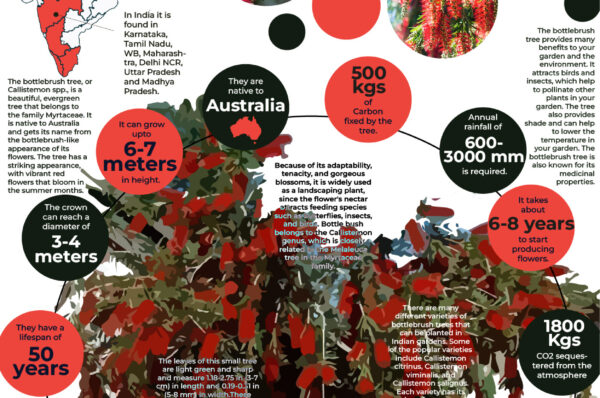Infographics of Bottlebrush tree