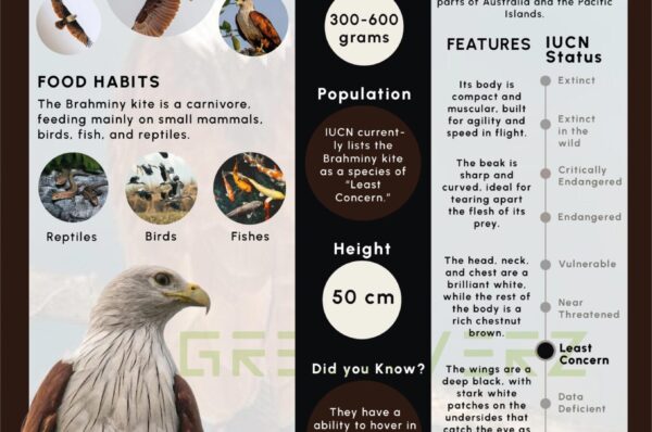 Infographics of Brahminy Kite