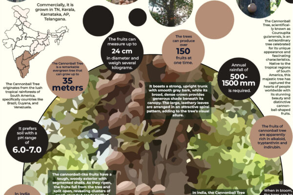Infographics of Cannon Ball Tree