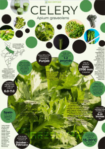 Infographics of Celery