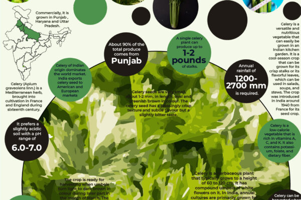 Infographics of Celery