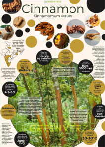 Infographics of Cinnamon