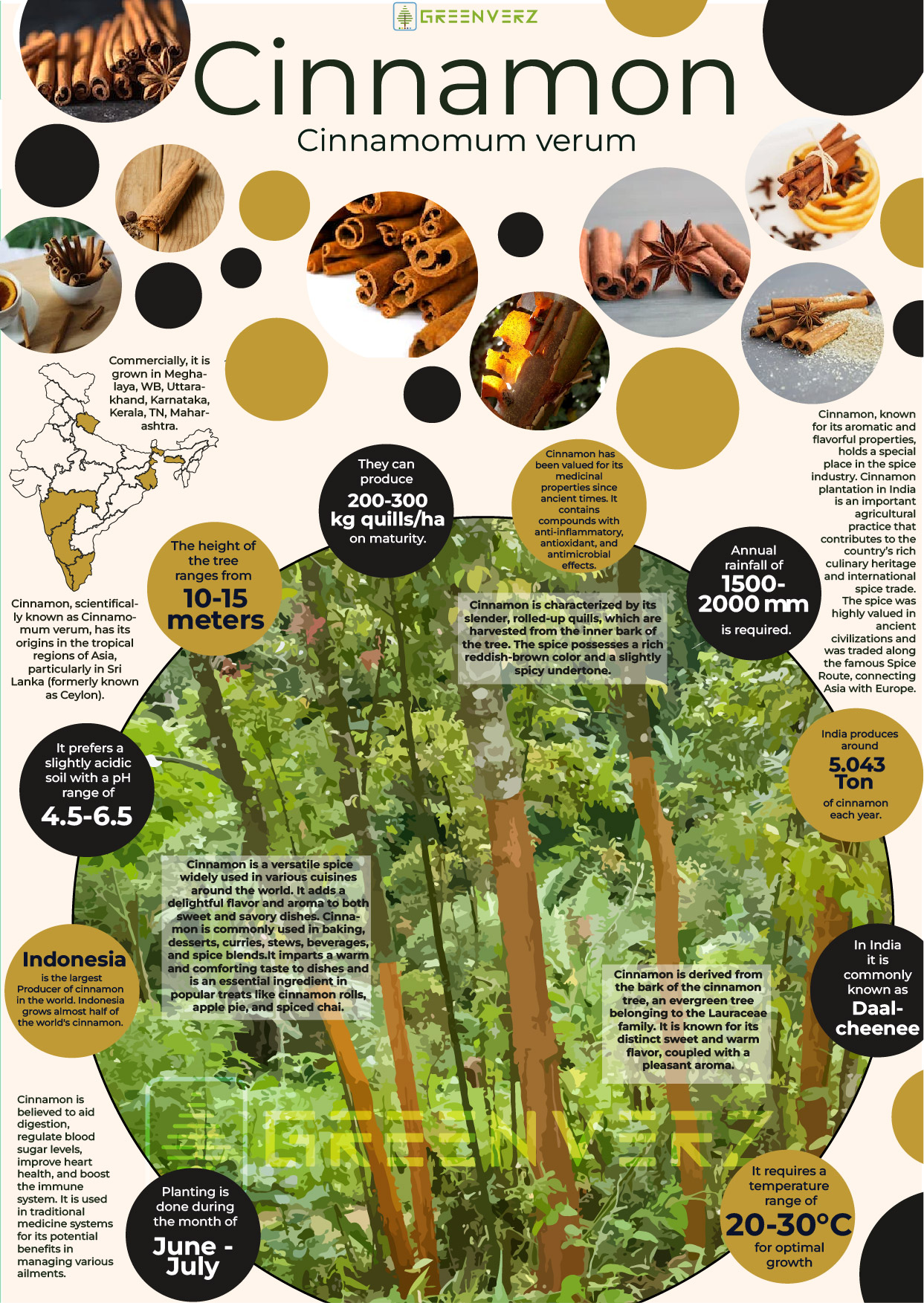 Infographics of Cinnamon