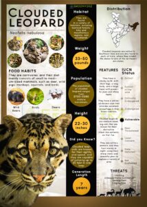 Infographics of Clouded Leopard