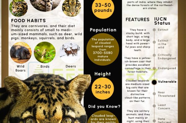 Infographics of Clouded Leopard