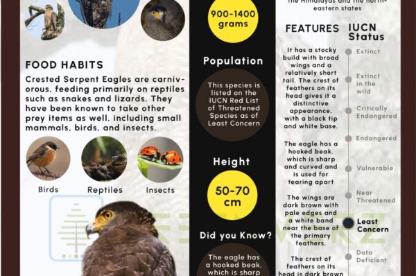 Infographics of Crested Eagle