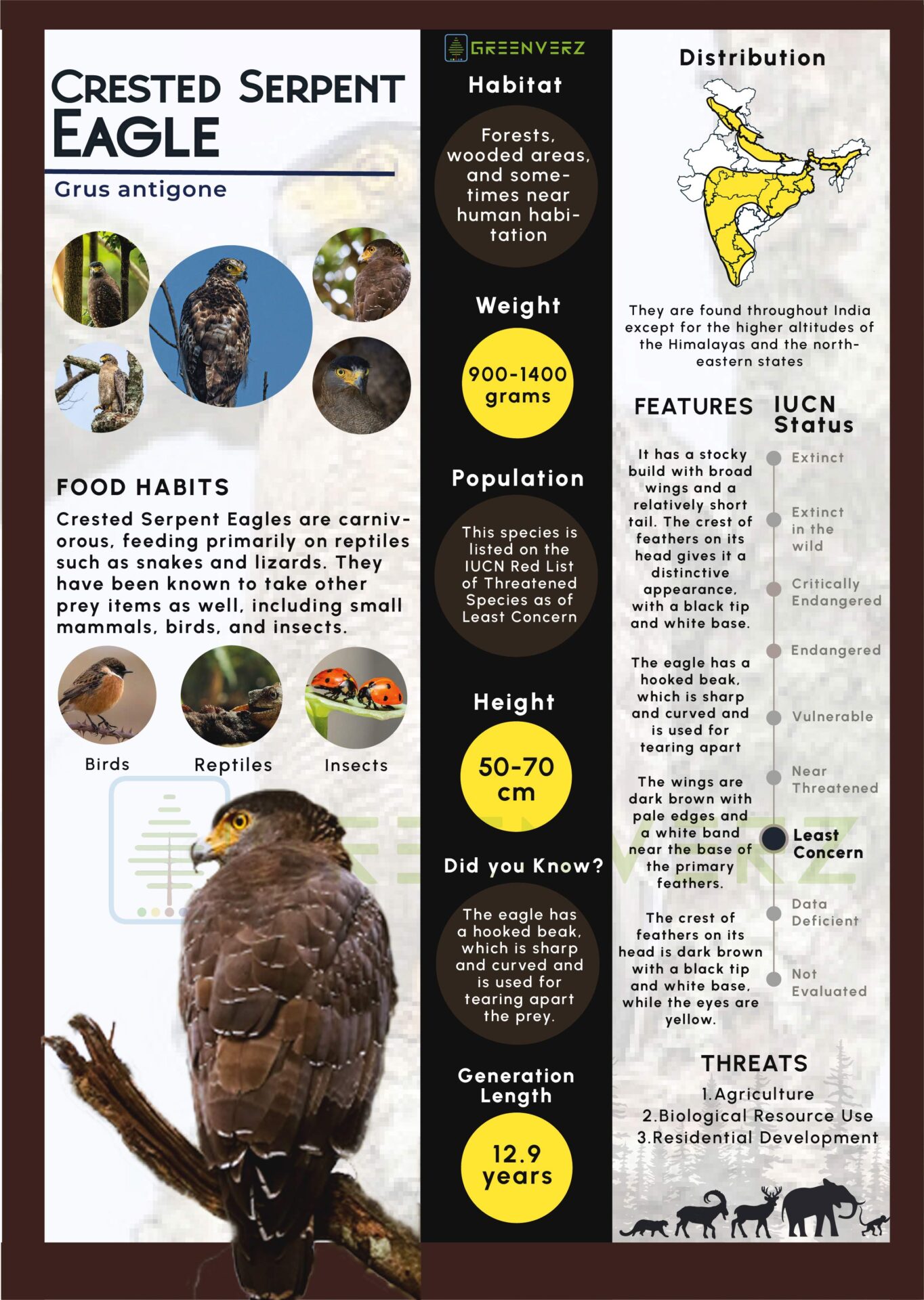 Infographics of Crested Eagle