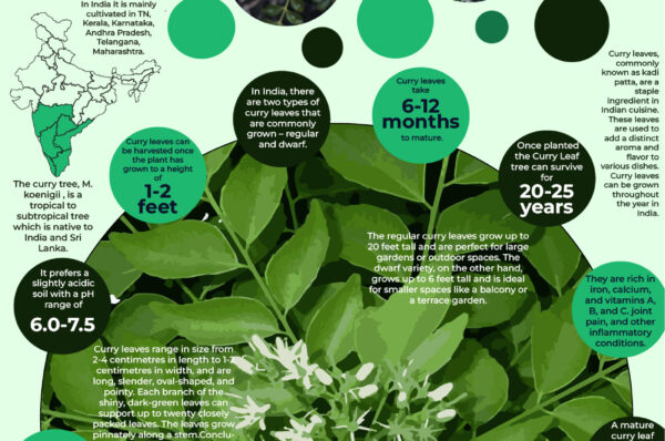 Infographics of Curry Leaves Tree