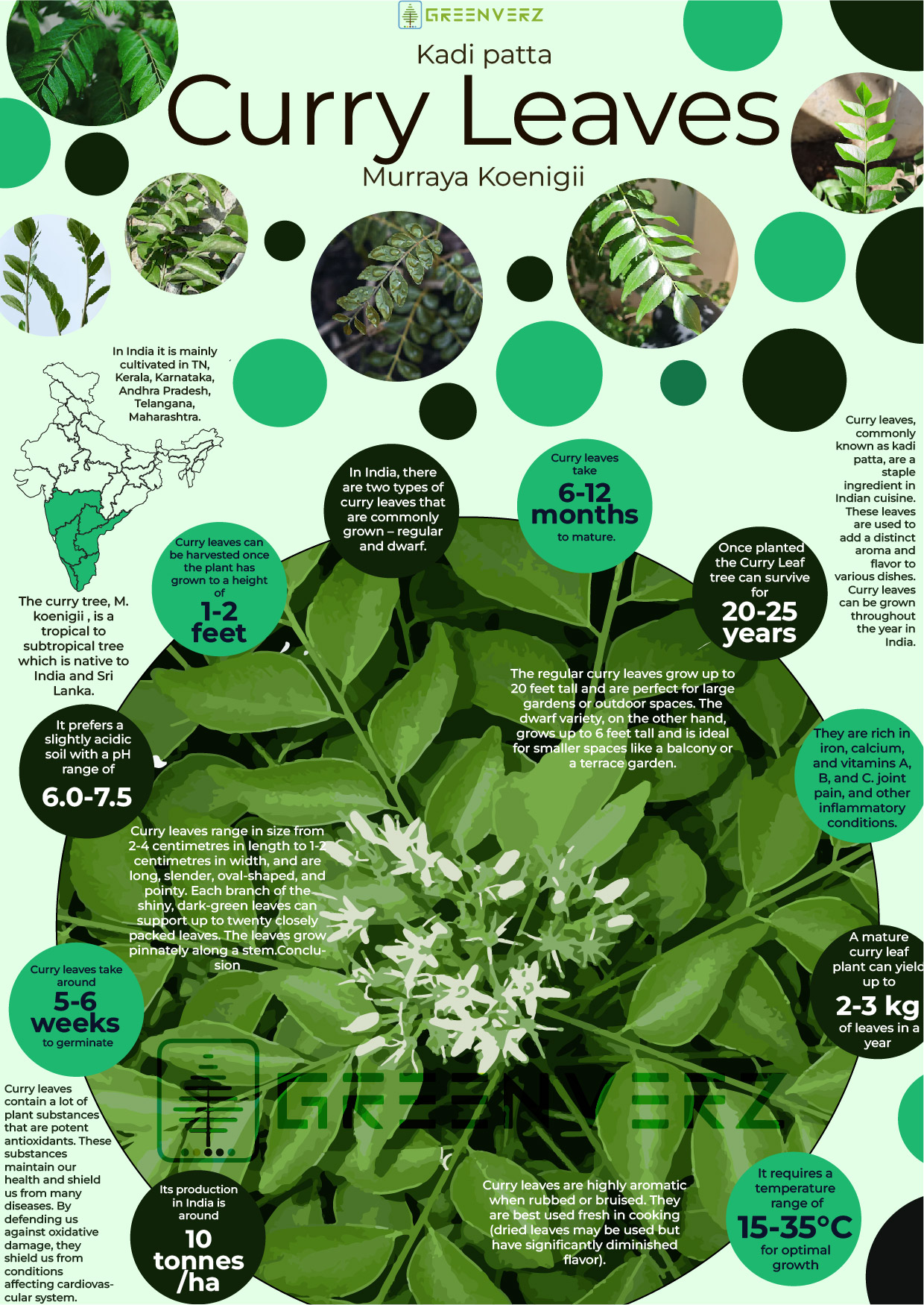 Infographics of Curry Leaves Tree