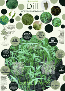 Infographics of Dill