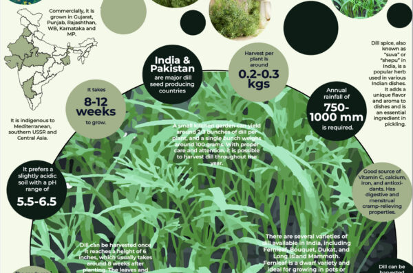 Infographics of Dill
