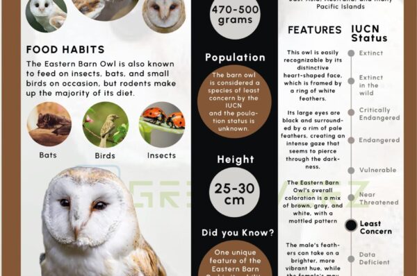 Infographics of Eastern Barn Owl