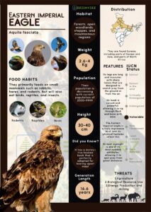 Infographics of Eastern Imperial Eagle