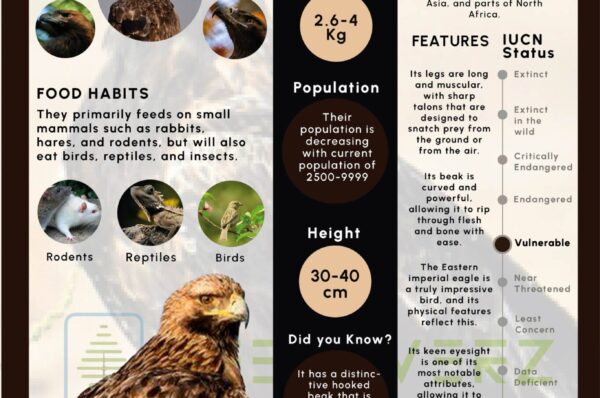 Infographics of Eastern Imperial Eagle