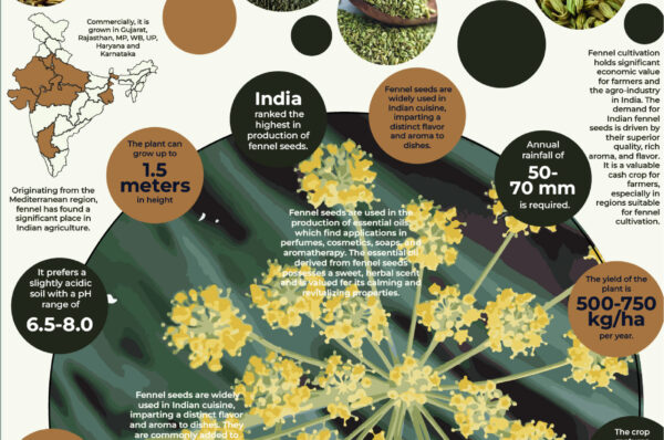 Infographics of Fennel