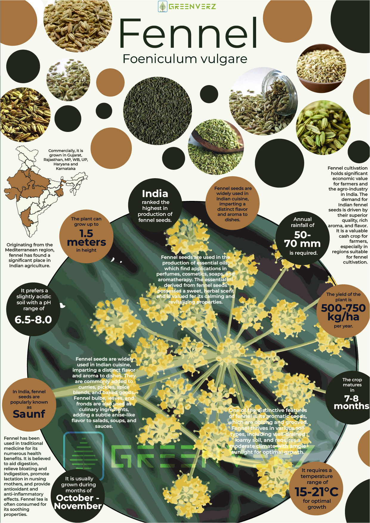 Infographics of Fennel