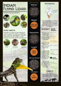 Infographics of Flying Lizard