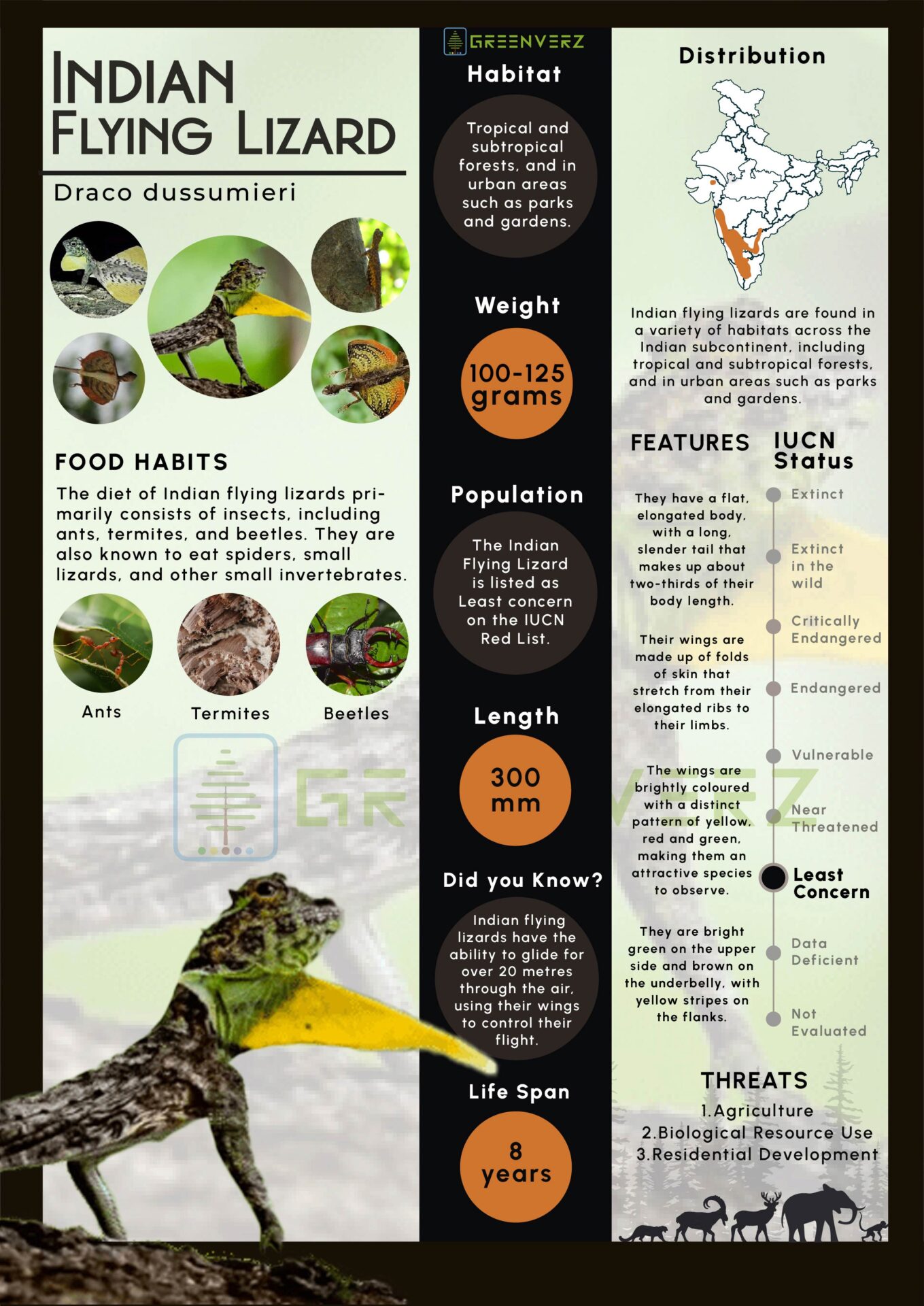 Infographics of Flying Lizard