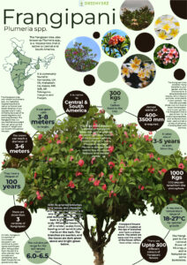 Infographics of Frangipani Tree