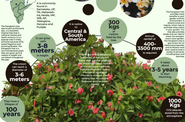Infographics of Frangipani Tree