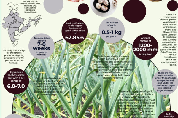 Infographics of Garlic