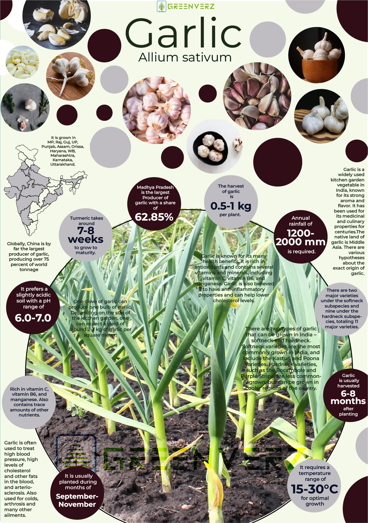 Infographics of Garlic