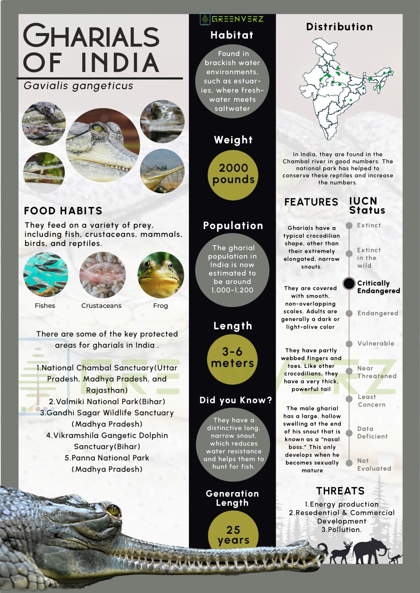 Infographics of Gharial