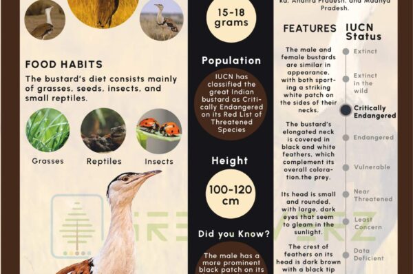 Infographics of Great India Bustard
