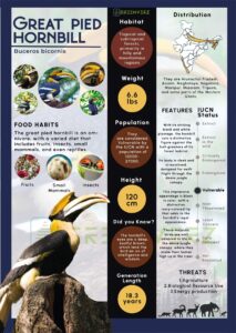 Infographics of Great Pied Hornbill