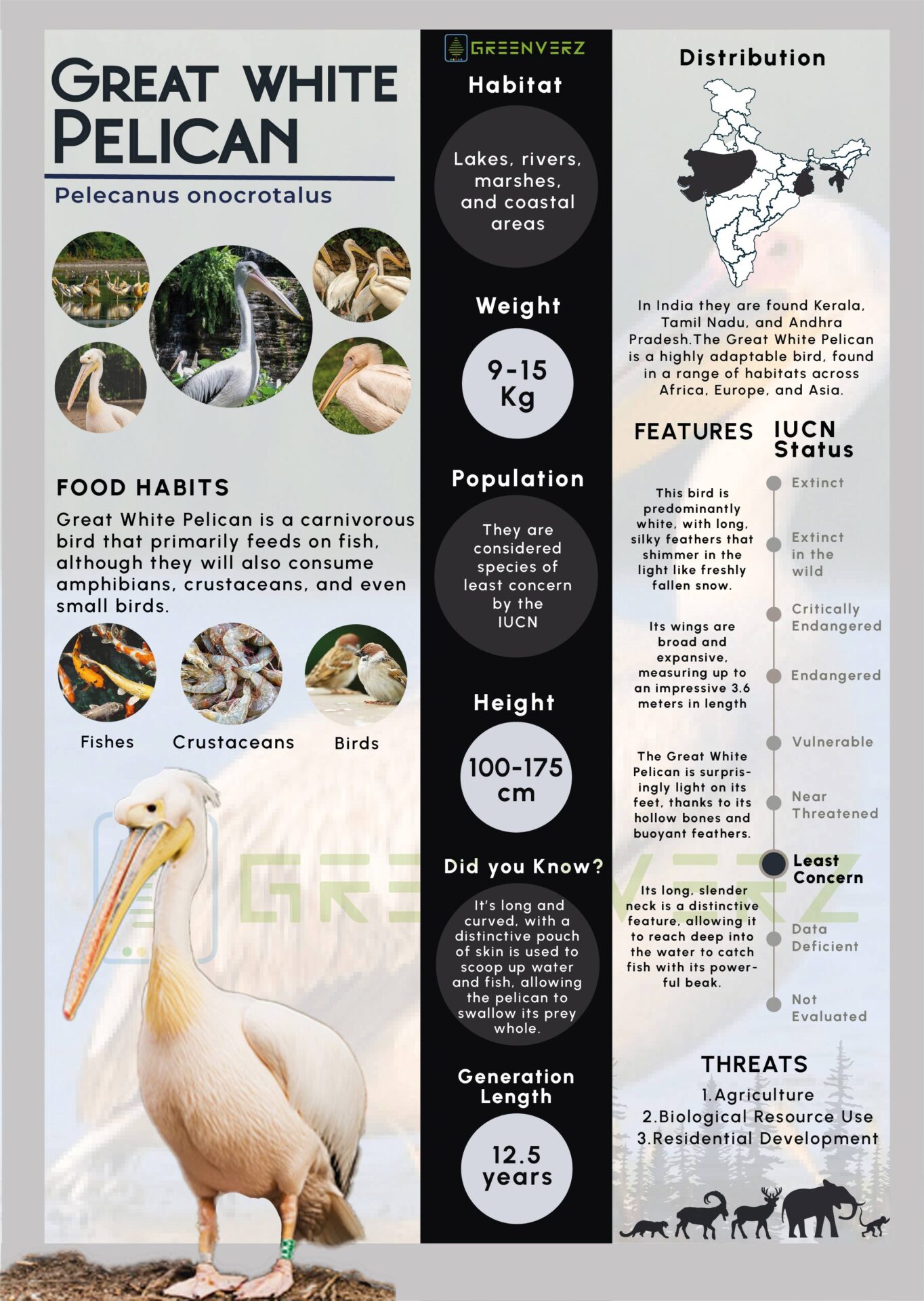 Infographics of Great White Pelican