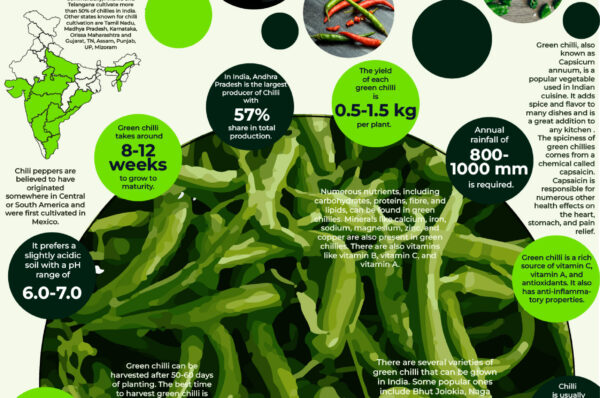 Infographics of Green Chilli