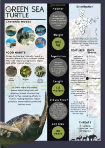 Infographics of Green Sea Turtle