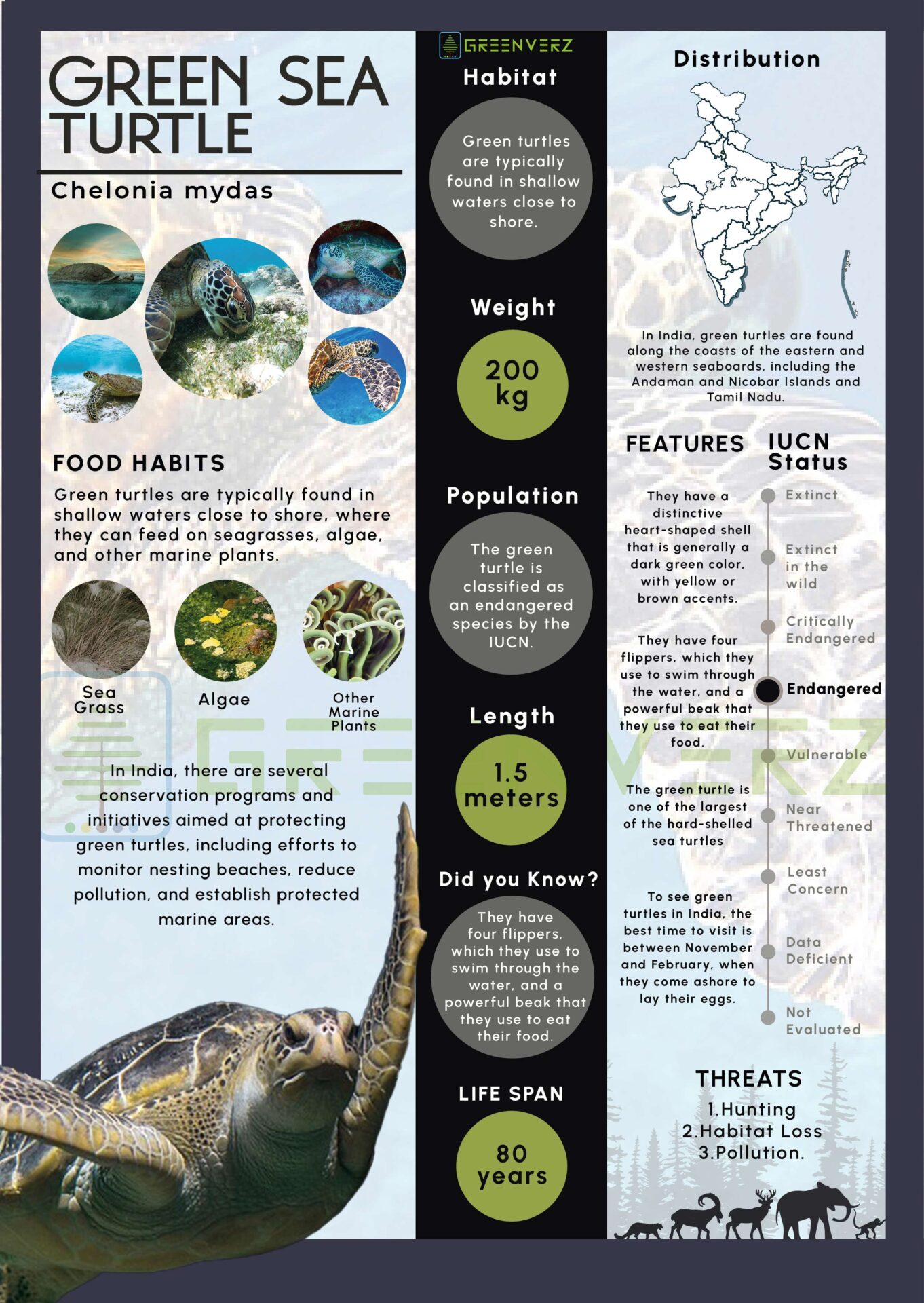 Infographics of Green Sea Turtle