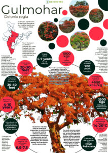 Infographics of Gulmohar tree.