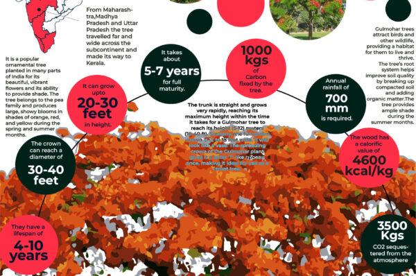 Infographics of Gulmohar tree.