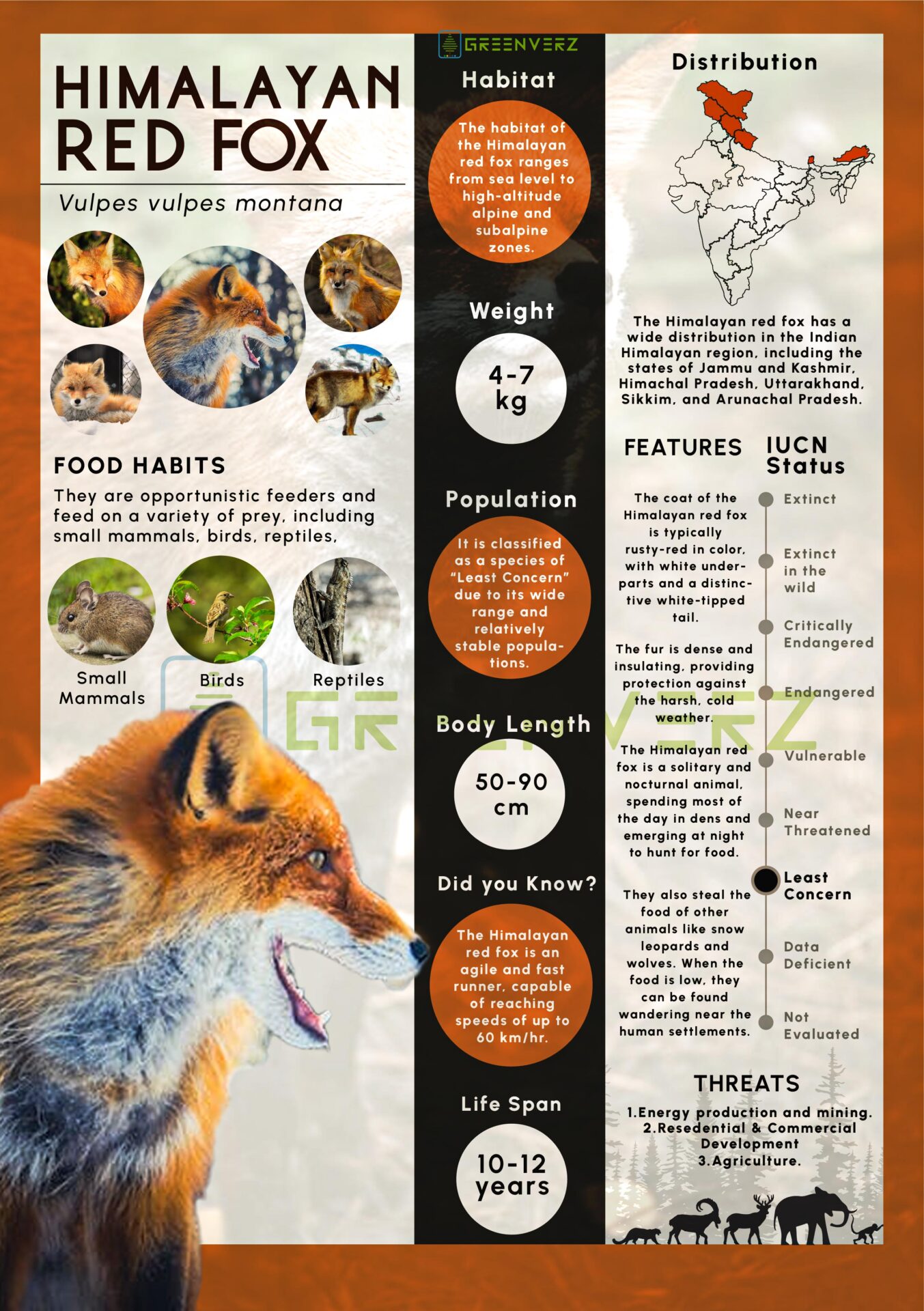 Infographics of Himalayan Red Fox