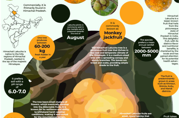 Infographics of Himachali Lachuka