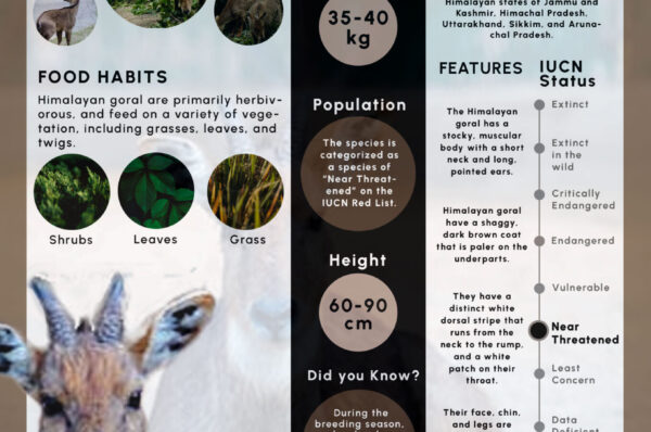 Infographics of Himalayan Goral