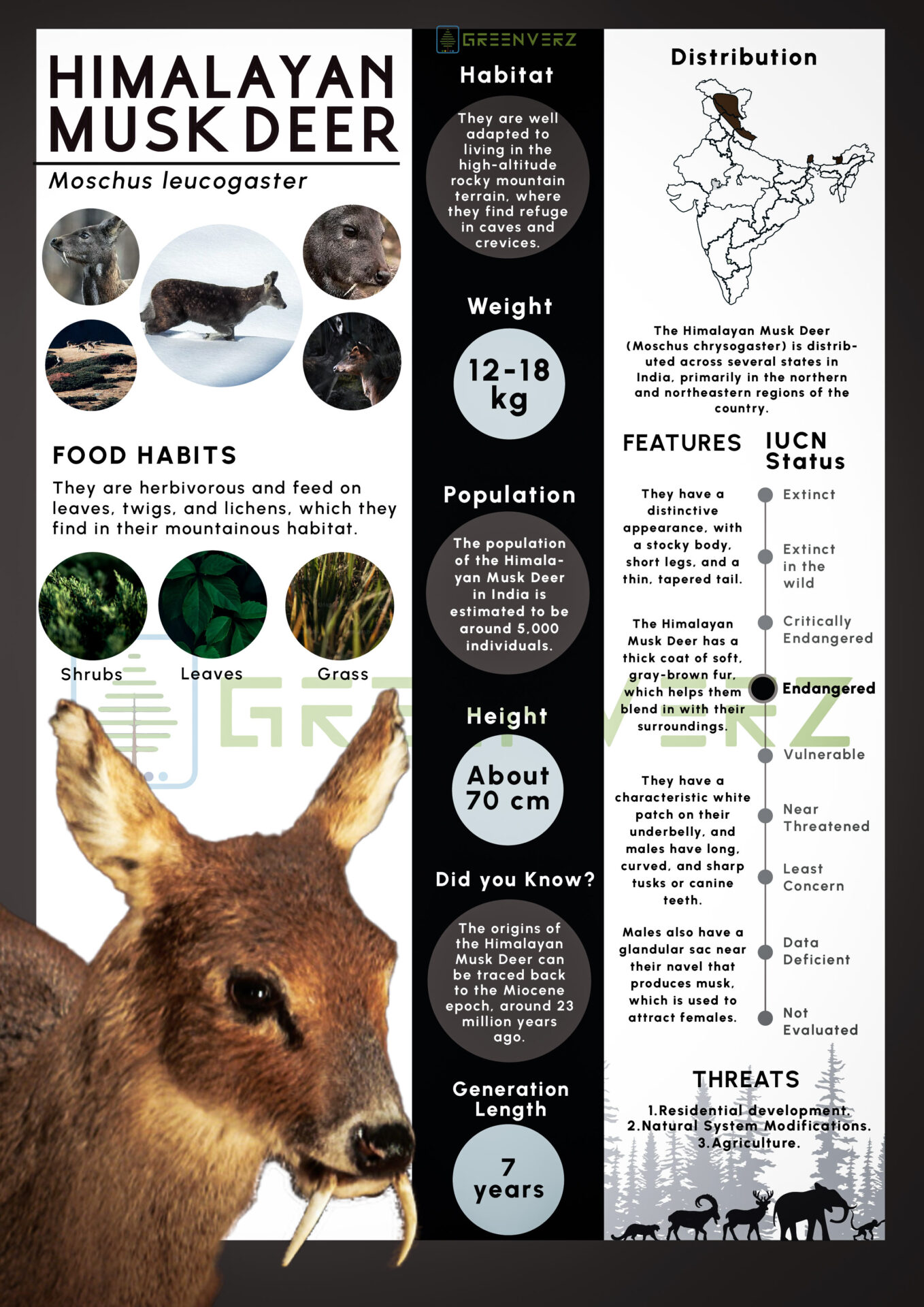 Infographics of Musk Deer