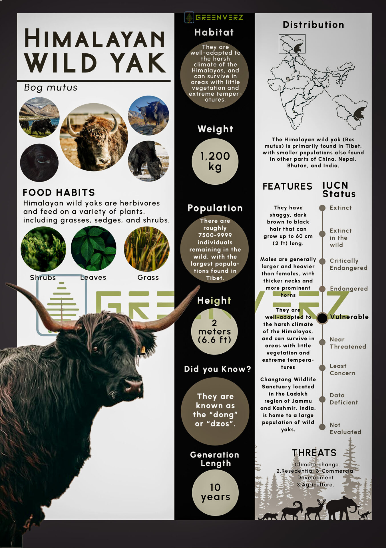 Infographics of Himalayan Wild Yak