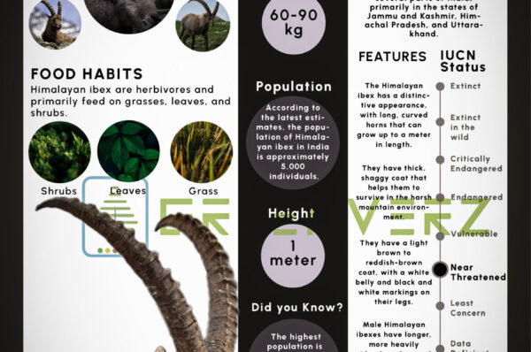 Infographics of Himalayan Ibex