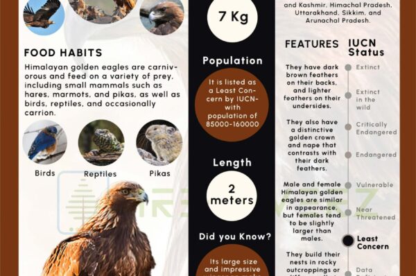 Infographics of Himalayan Golden Eagle