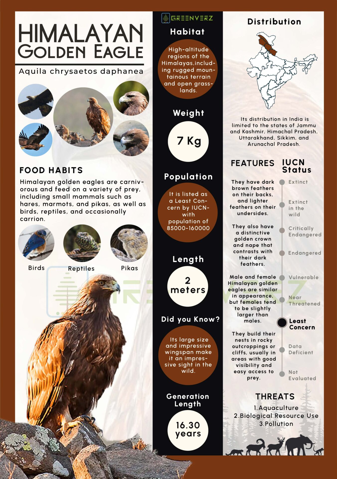 Infographics of Himalayan Golden Eagle