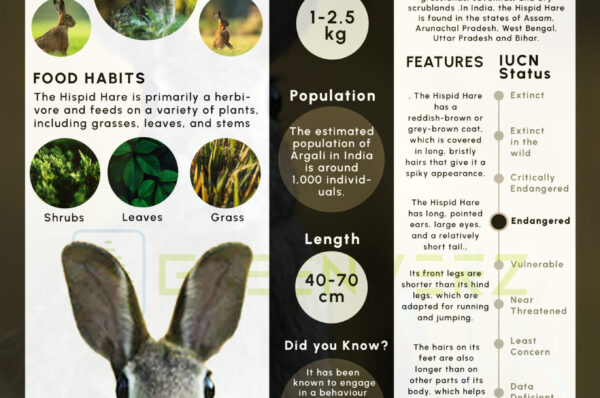 Infographics of Hispid Hare