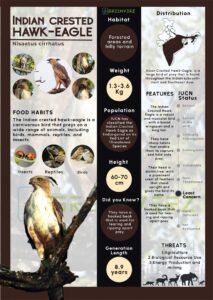 Infographics of Indian Crested Hawk Eagle