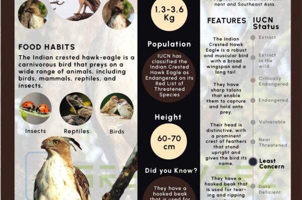 Infographics of Indian Crested Hawk Eagle
